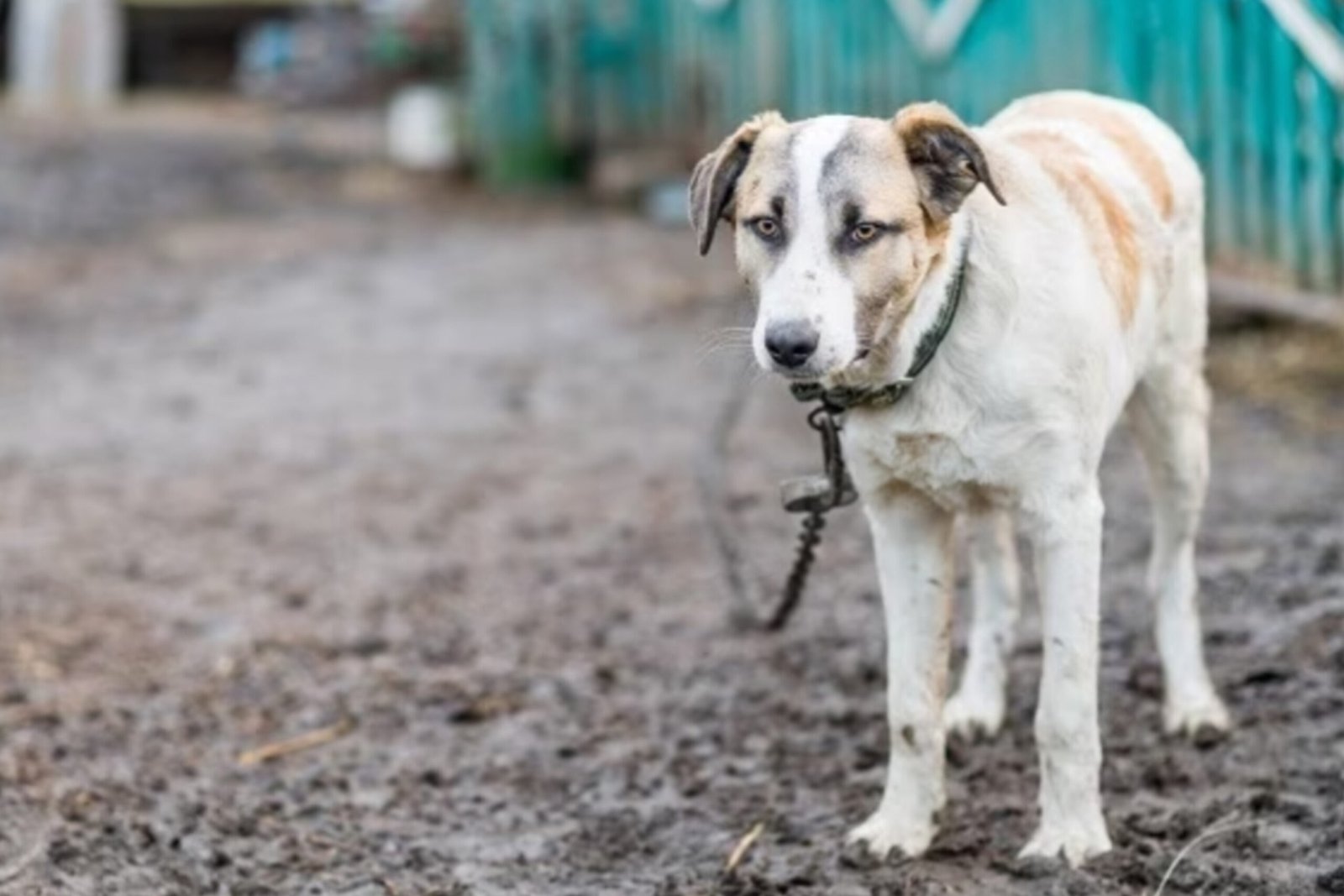 Acorrentar cães pode se tornar prática proibida em Niterói