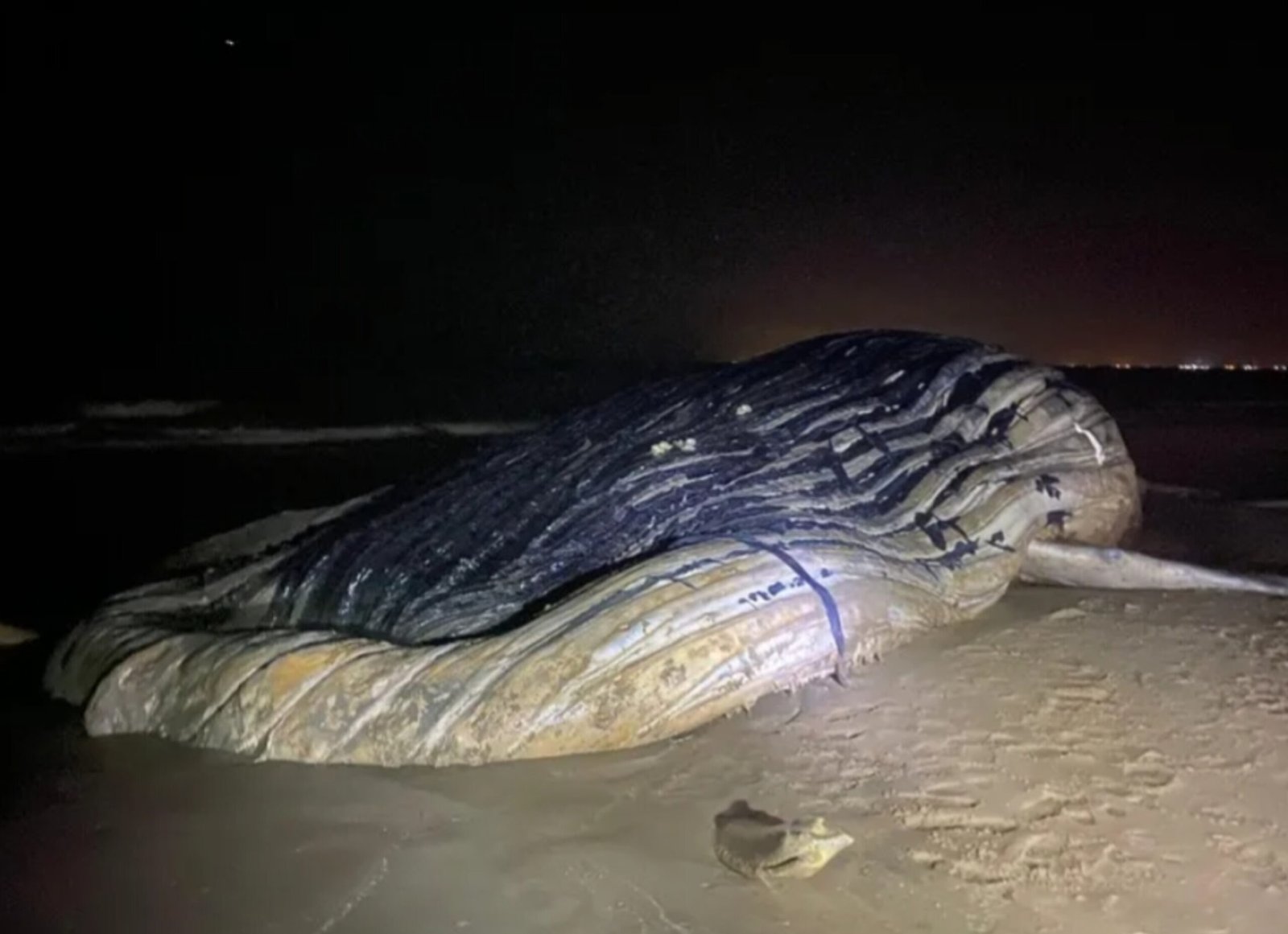 Baleia-jubarte é encontrada morta em praia de Guaxindiba
