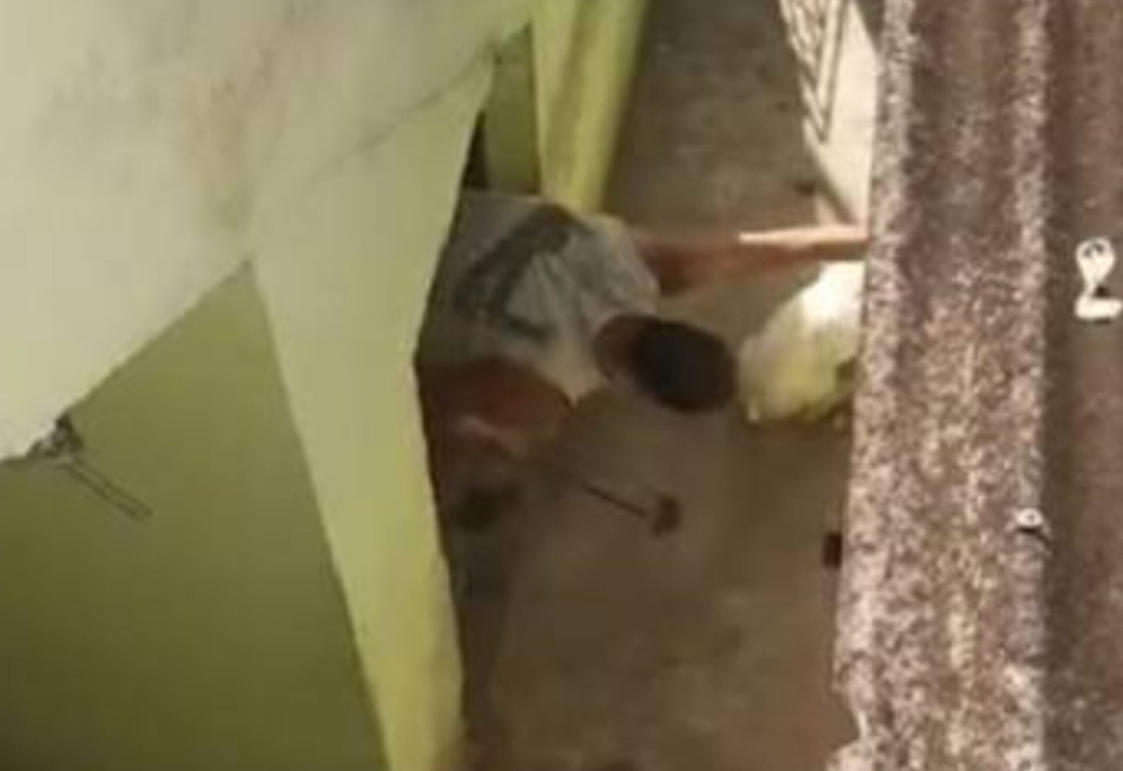 Homem é preso após agredir brutalmente o próprio cachorro na Venda da Cruz
