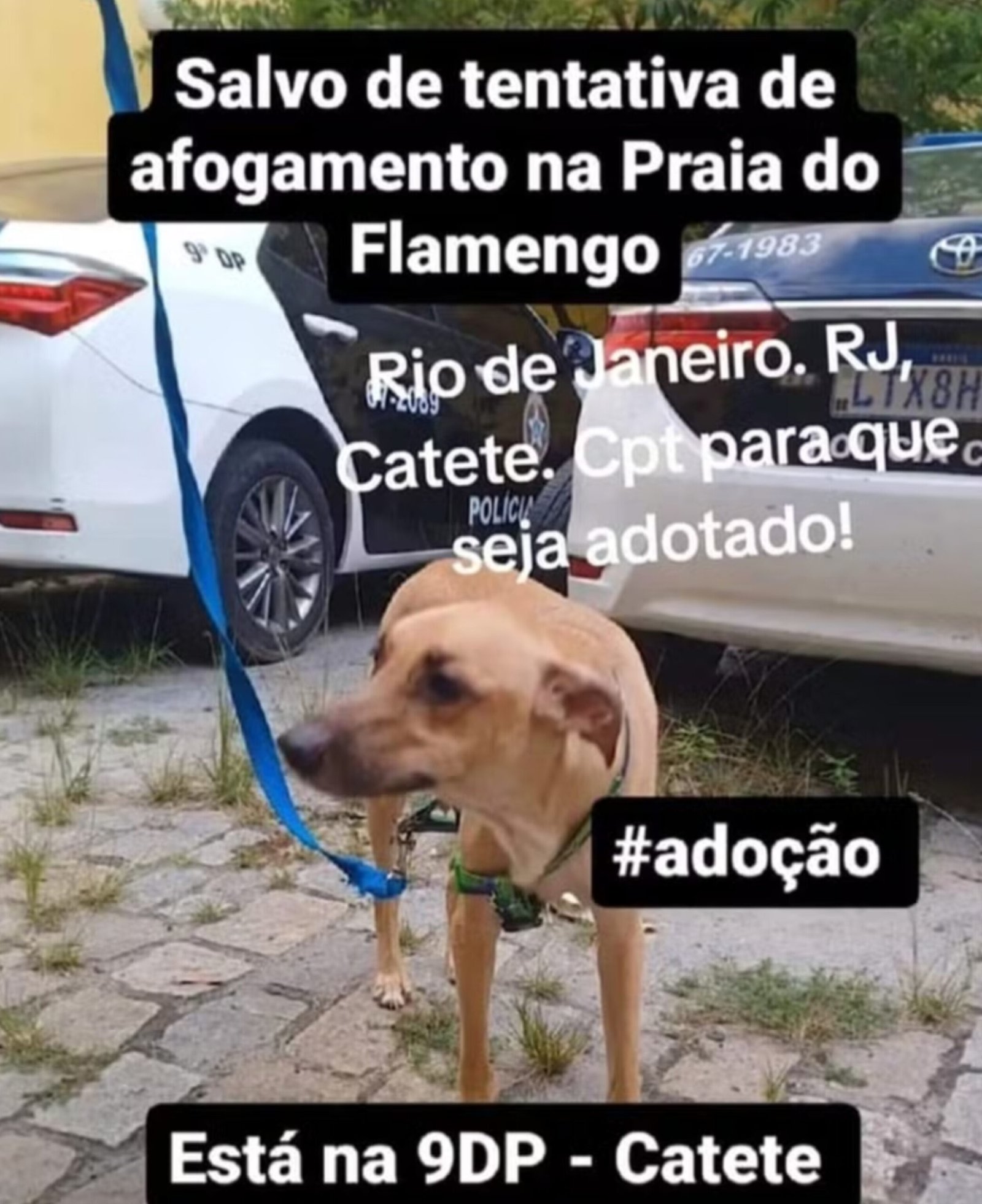 Mulher é presa por tentar afogar cão em praia da Zona Sul do Rio