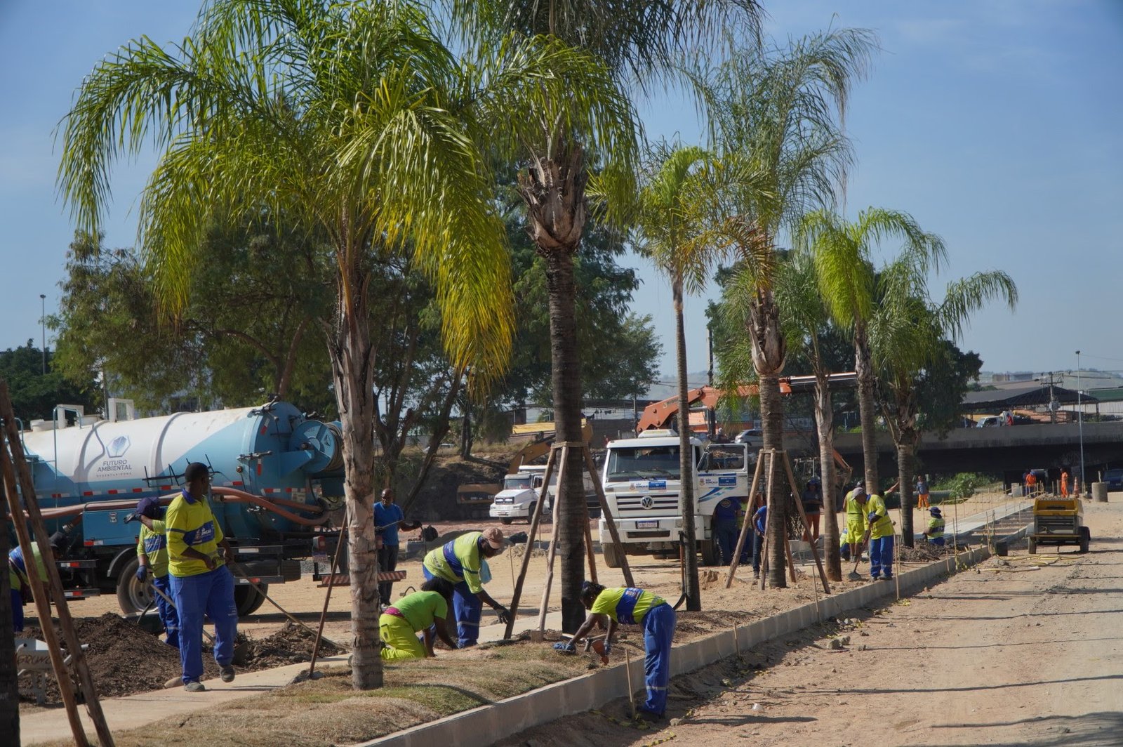 Palmeiras são replantadas em área revitalizada no Jardim Alcântara 