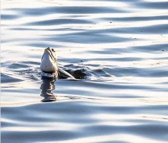 Tartaruga é resgatada em Niterói com linha de pesca no pescoço