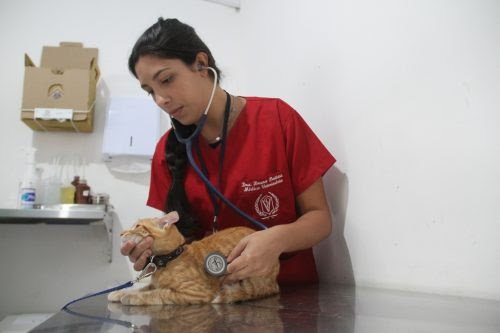 São Gonçalo tem mais 640 vagas para cirurgias de castração de animais