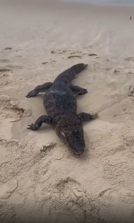 Jacaré aparece morto em areia da Praia de Piratininga em Niterói; Vídeo