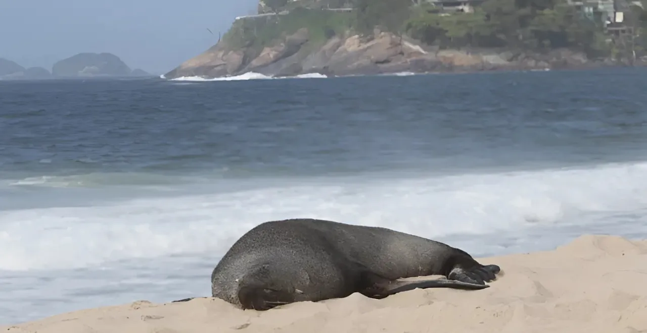 Lobo-marinho visita nas areias da Praia de Ipanema e Maricá e ganha apelido de Joca; Vídeo