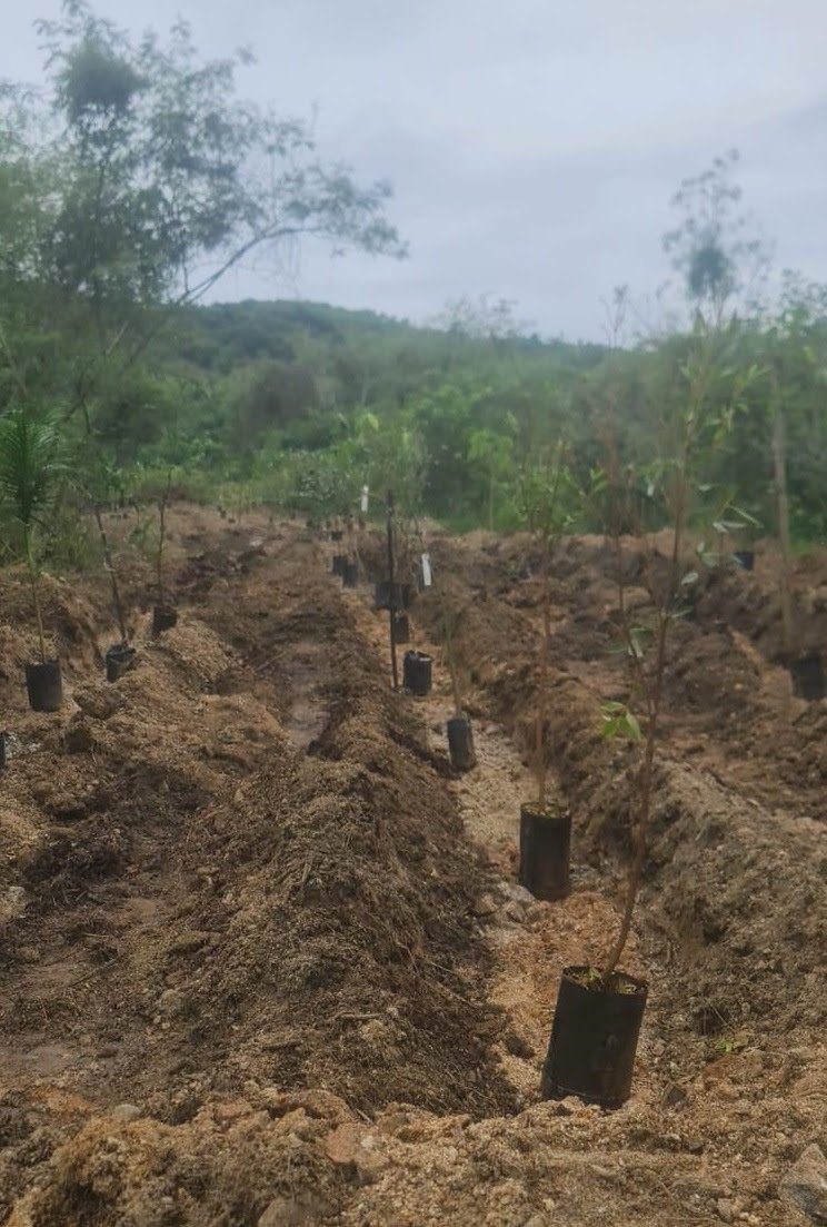 Meio Ambiente realiza plantio de mudas na APA do Engenho Pequeno