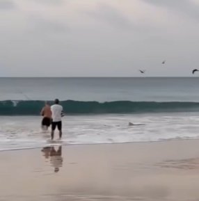 Vídeo mostra tubarão quase morde perna de pescador