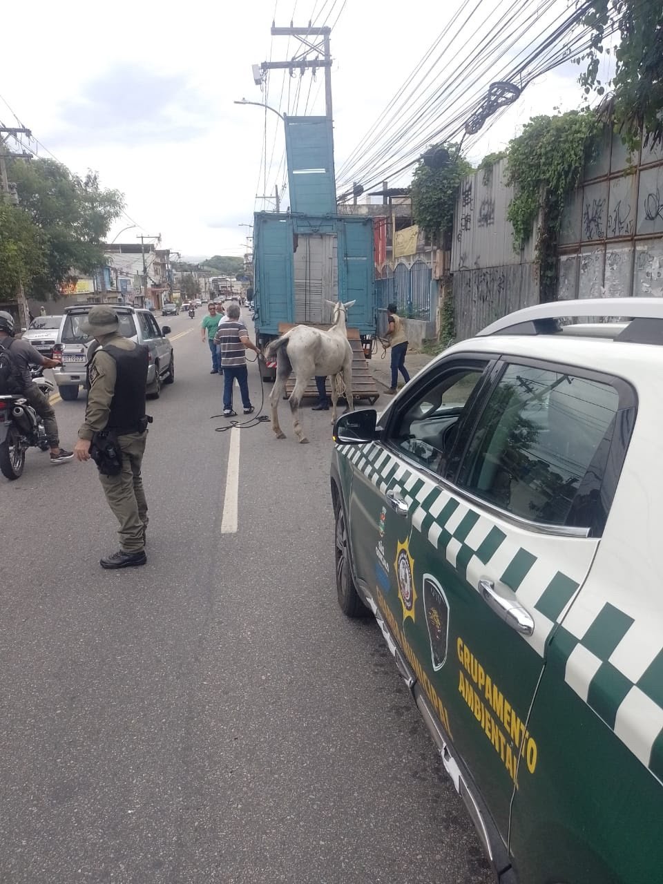 Secretaria de Meio Ambiente já resgatou das ruas 47 animais de grande porte