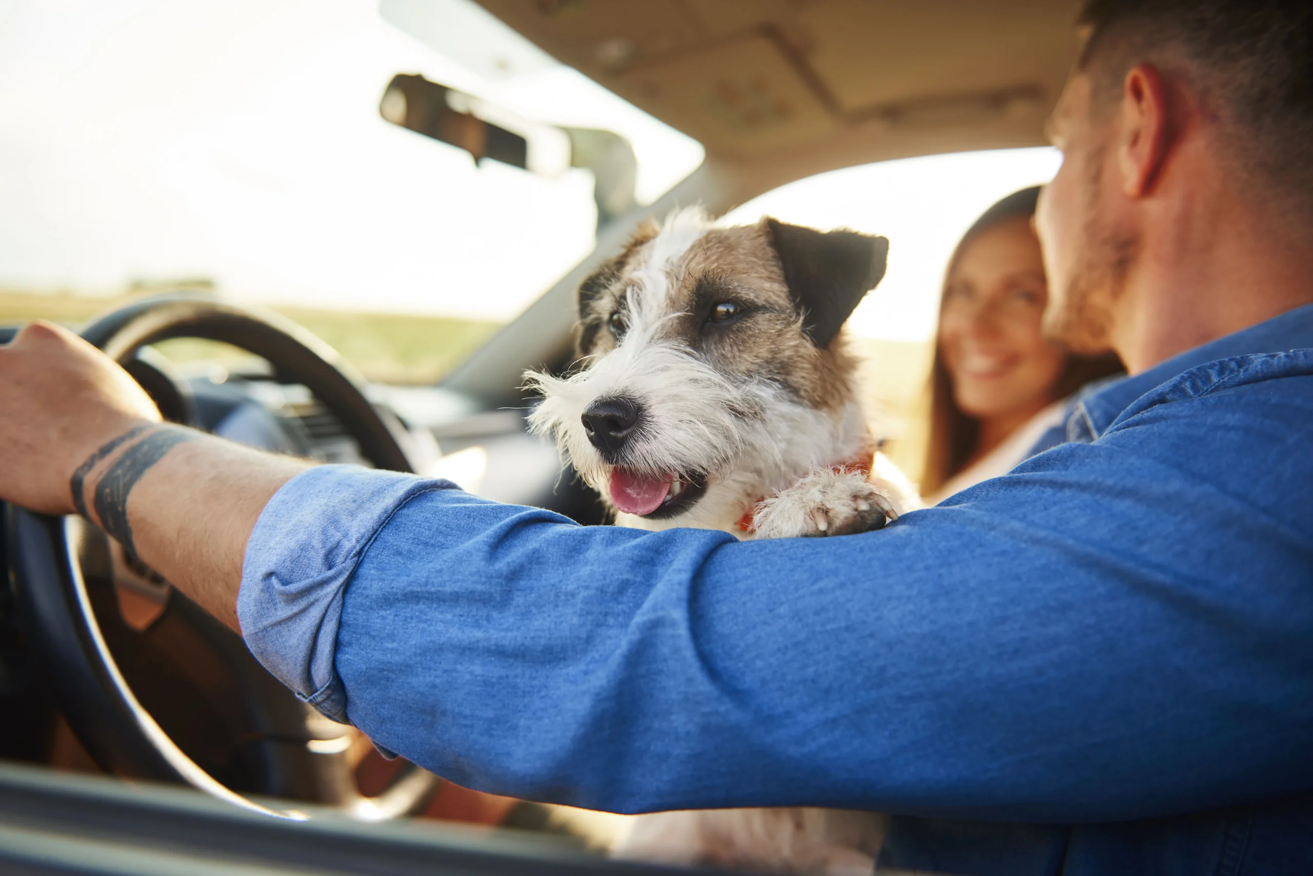 Rio pode ter campanha para evitar que motoristas dirijam com pets no colo