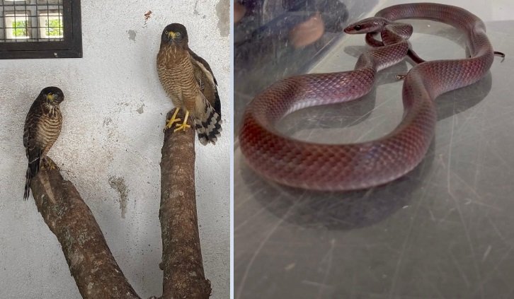 ASAS fortalece preservação ambiental com resgate de 88 animais em abril
