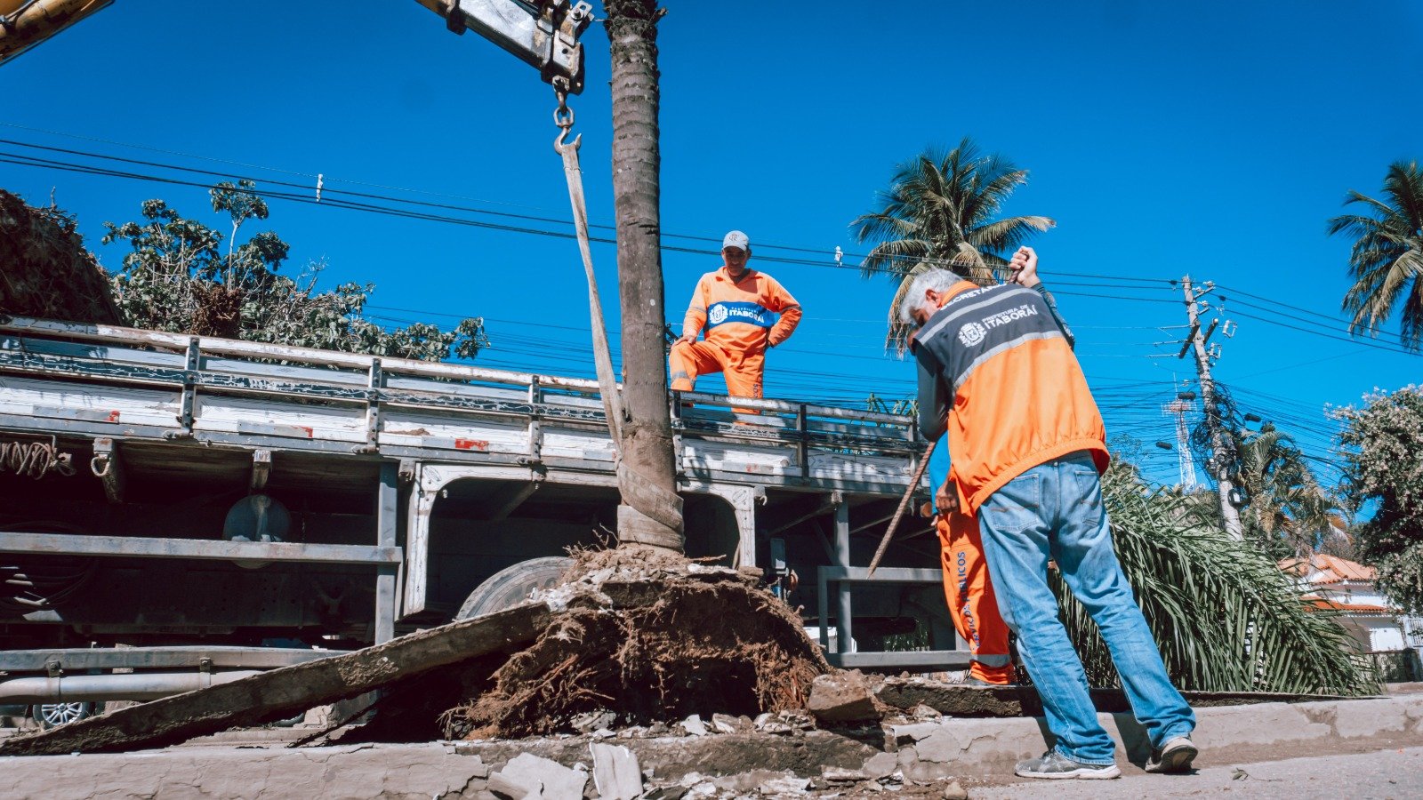 Prefeitura de Itaboraí transfere árvores da Avenida 22 de Maio para o Horto Municipal
