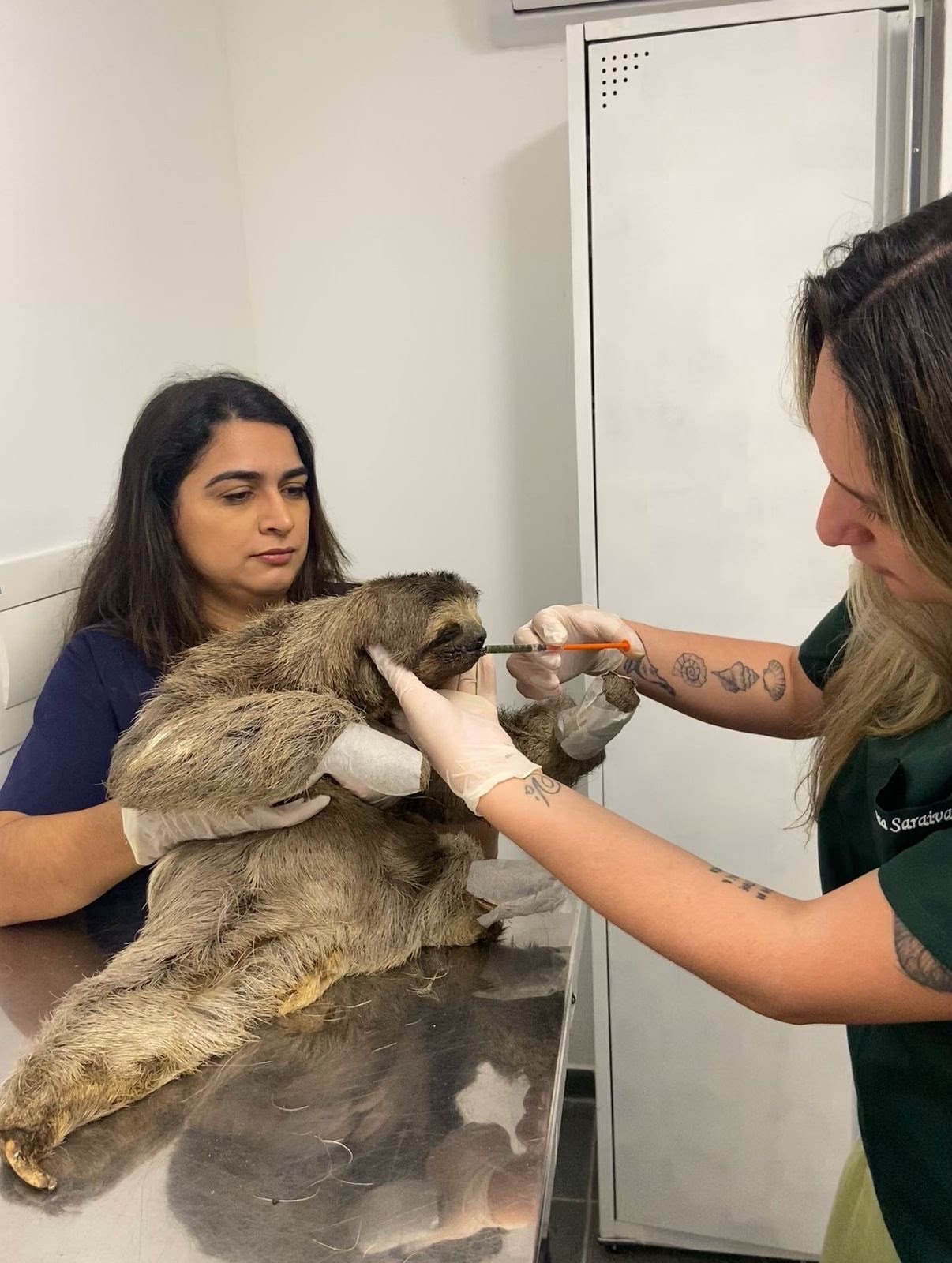 ASAS acolhe preguiça-de-garganta-marrom e reforça compromisso com a fauna da Mata Atlântica