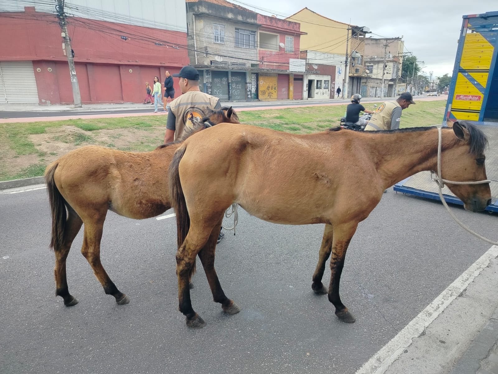 Prefeitura de São Gonçalo já retirou das ruas 96 animais de grande porte nos últimos seis meses