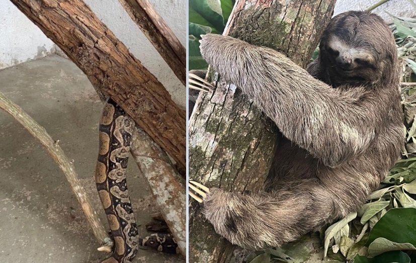 São Gonçalo amplia esforços pela fauna silvestre e resgata 65 animais em julho