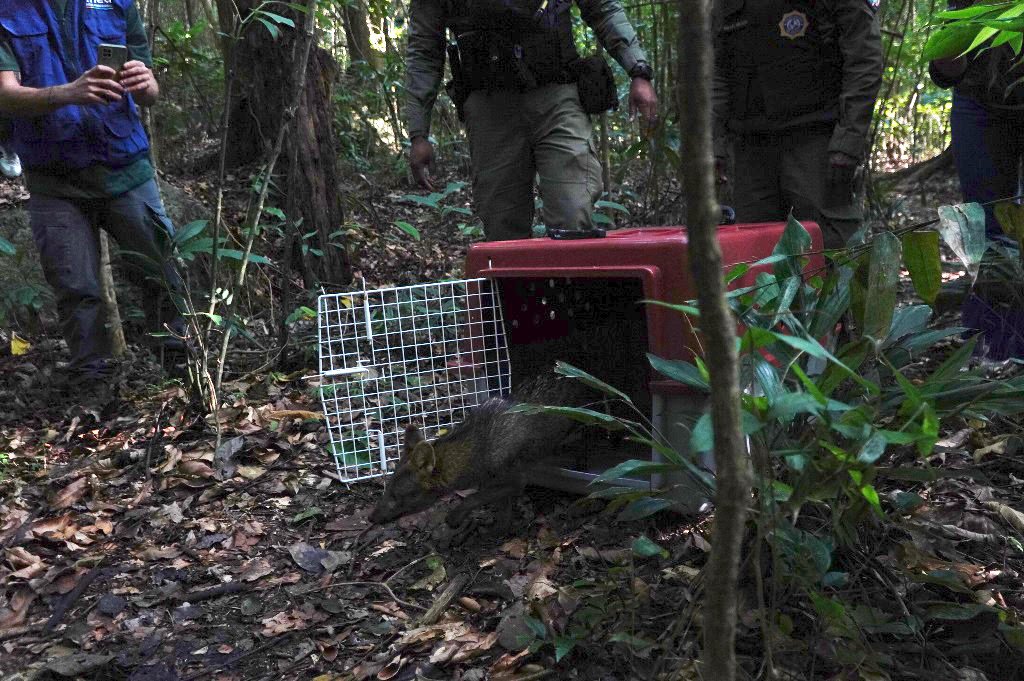 Agentes realizam soltura de cachorro-do-mato em seu habitat natural