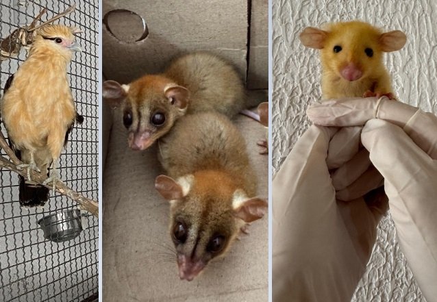 ASAS acolheu mais de 300 animais silvestres no mês de agosto