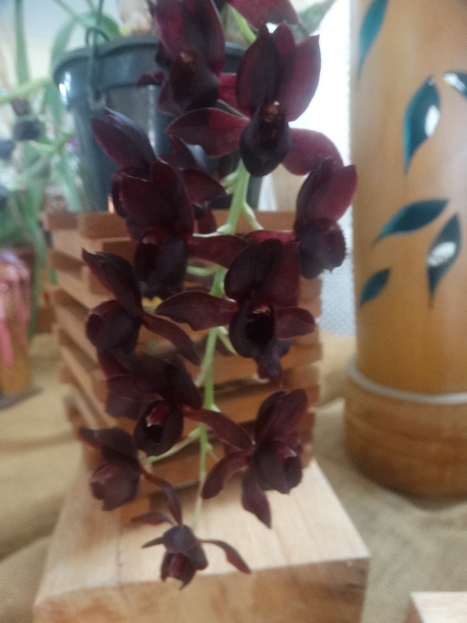 39ª Exposição de Orquídeas de Niterói reúne apaixonados pela natureza em Charitas