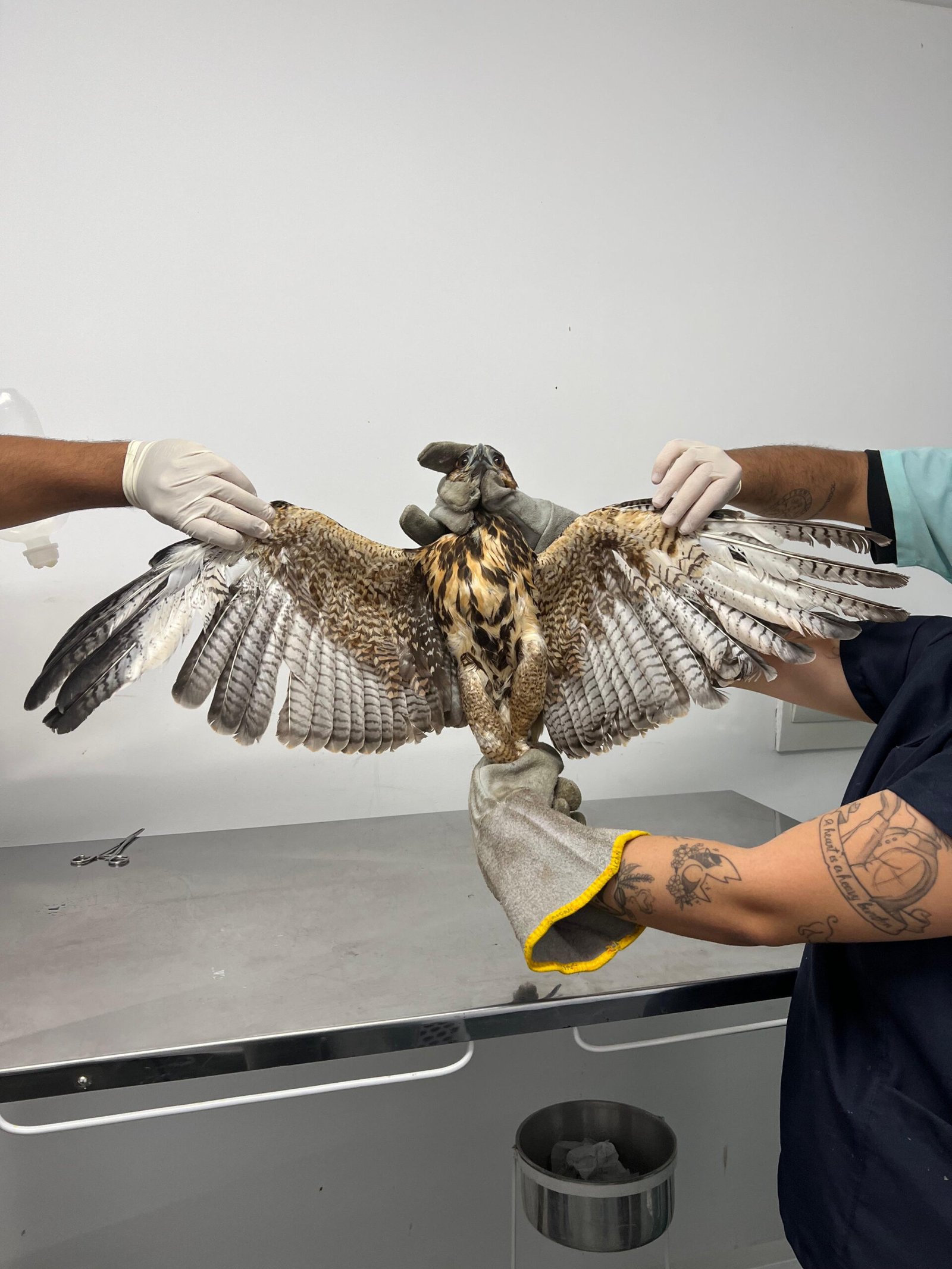 Gavião, após ser recuperado, é solto em seu habitat natural 