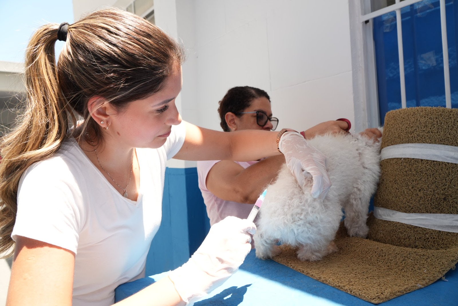 Prefeitura de São Gonçalo realiza segunda etapa da vacinação antirrábica para cães e gatos Prefeitura de São Gonçalo realiza segunda etapa da vacinação antirrábica para cães e gatos