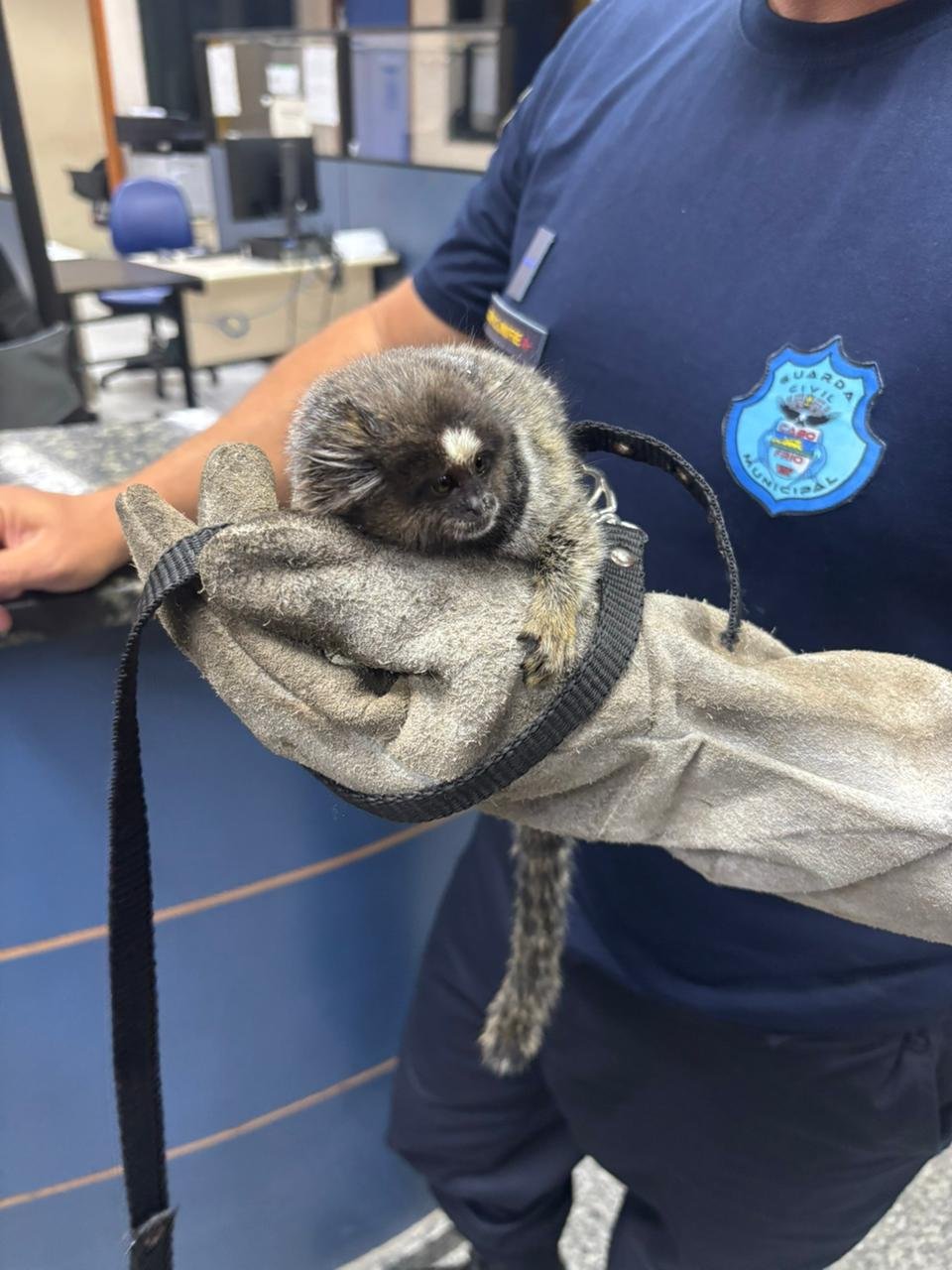 25º BPM resgata macaco usado por traficantes após operação em Cabo Frio, na Região dos Lagos