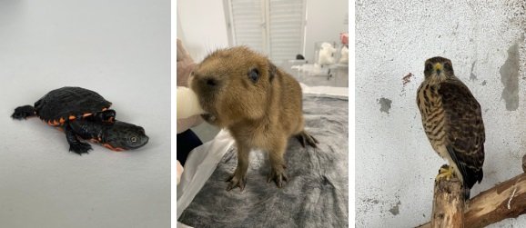 Área de Soltura celebra marco de 4 mil animais devolvidos à natureza