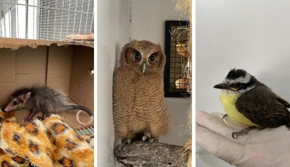ASAS realizou 491 acolhimentos de animais silvestres em outubro