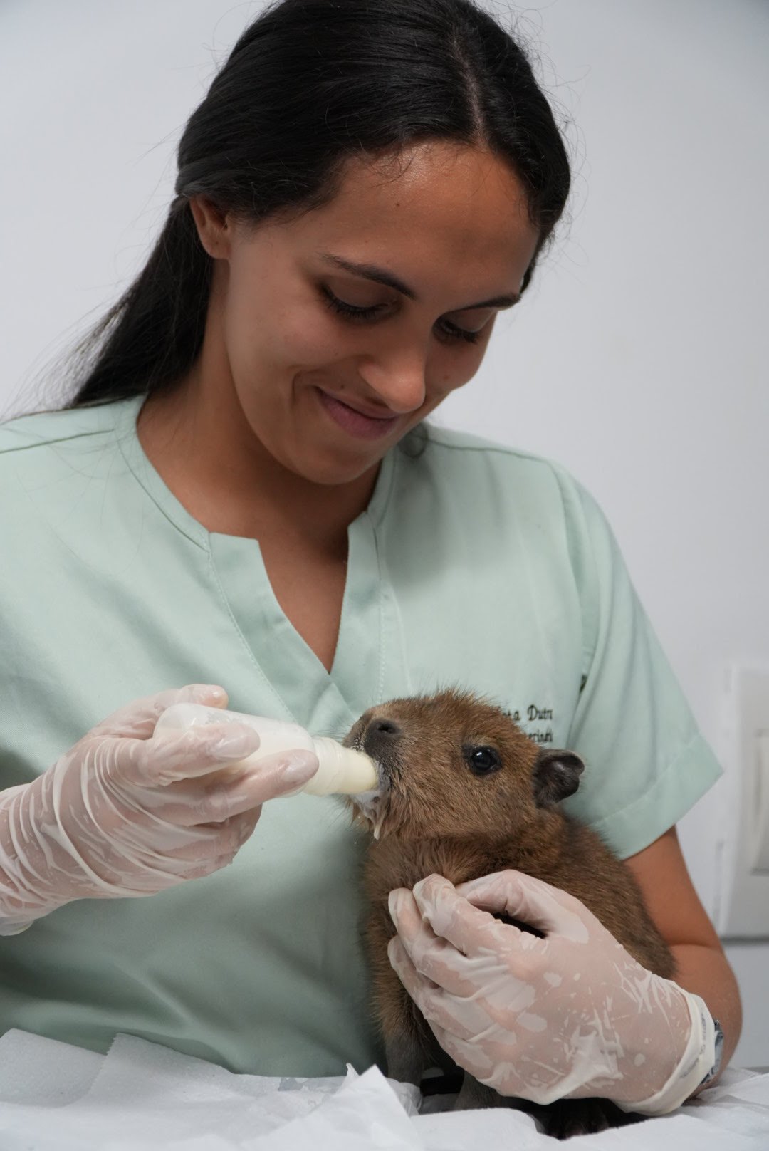 Filhote de capivara é acolhido pela equipe da ASAS da Prefeitura