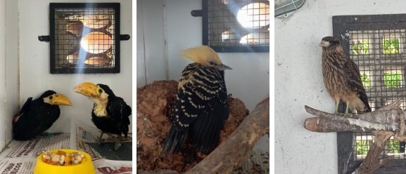 Área de Soltura recebe 329 animais silvestres em novembro