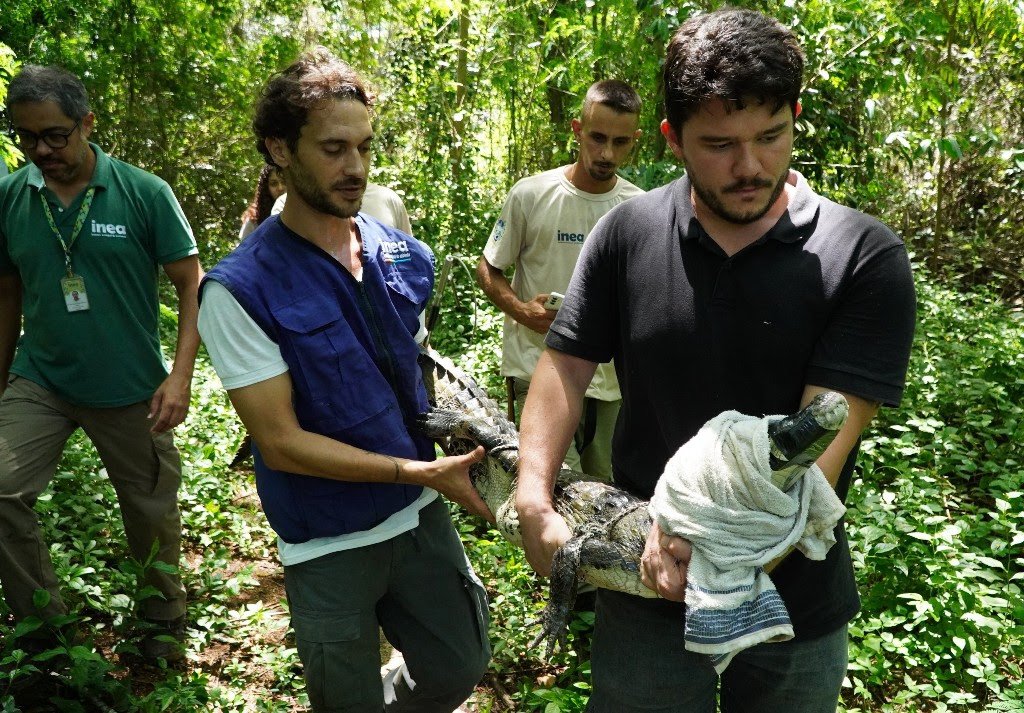 ASAS realiza soltura de jacaré e cágado em seus habitats naturais