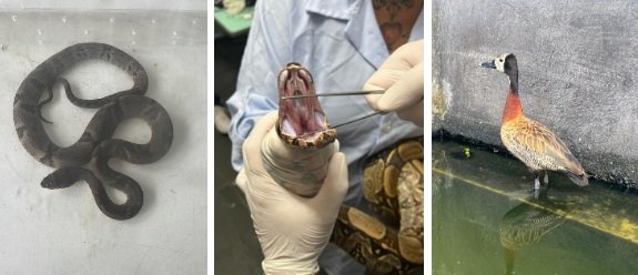 Proteção animal: ASAS atinge marca de 240 atendimentos à fauna silvestre em março