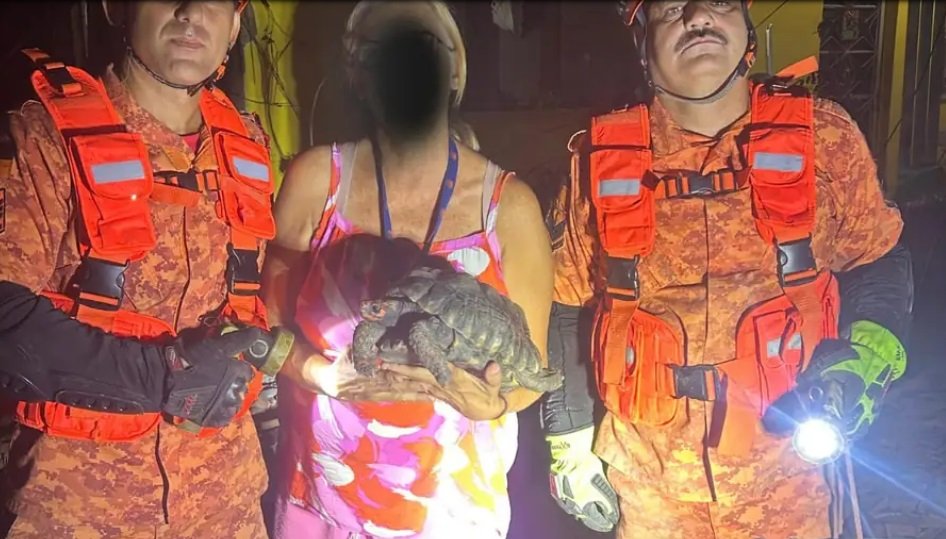 SG: Bombeiros resgatam tartaruga após desabamento de laje no Rocha