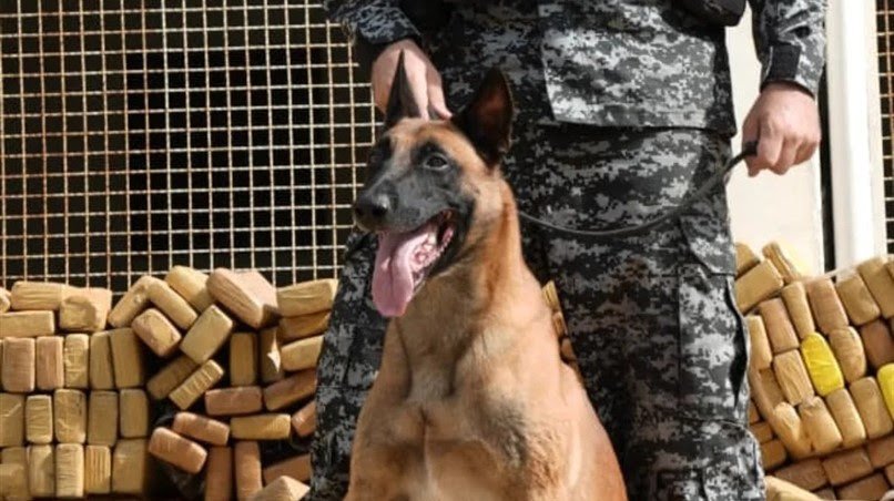 Hulk, cão farejador da Polícia Militar, vai receber a Medalha Tiradentes