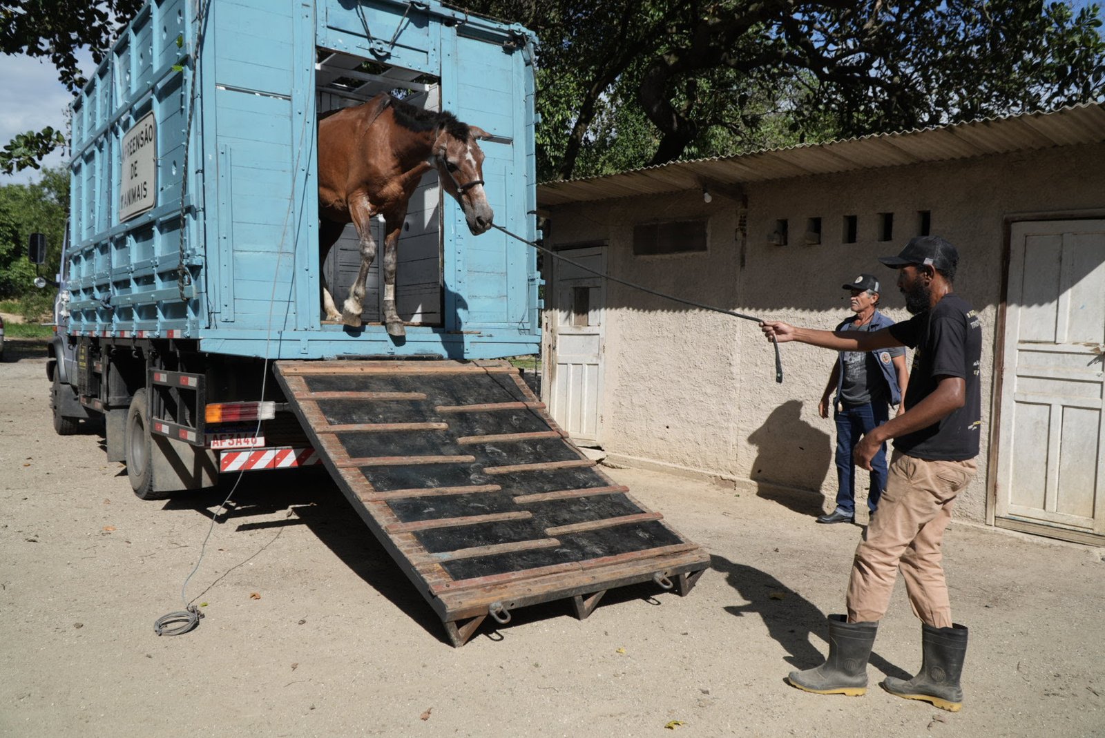 Balanço semestral registra 84 apreensões de animais de grande porte na cidade