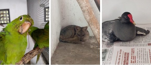 ASAS recebe 122 animais silvestres em julho e amplia proteção à fauna na cidade