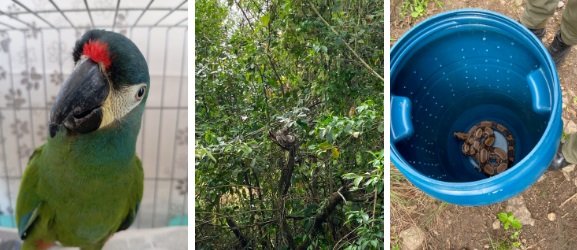 ASAS recebe 271 animais silvestres durante o mês de agosto