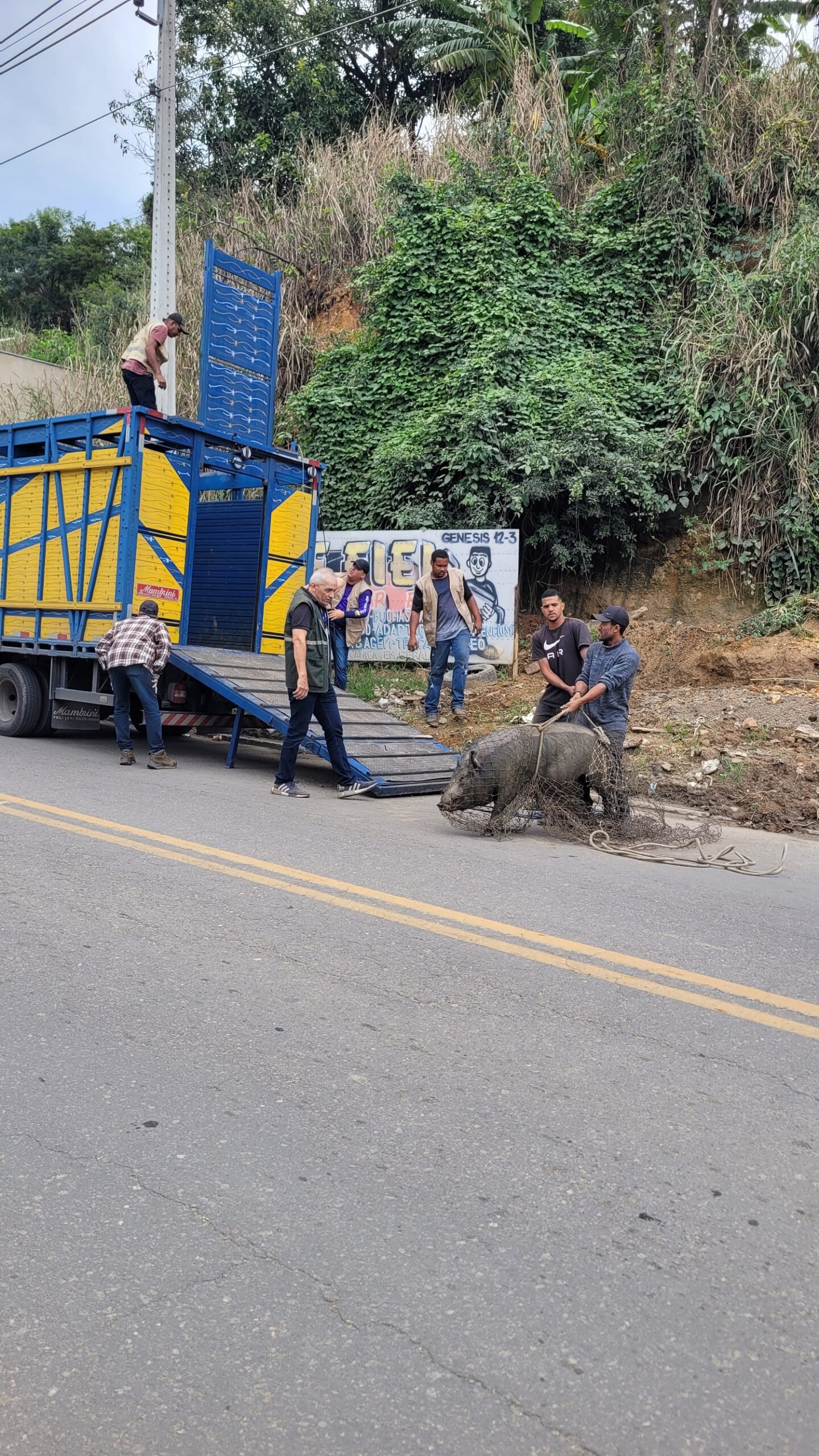 Operação conjunta apreende dez suínos e um equino em bairros da cidade
