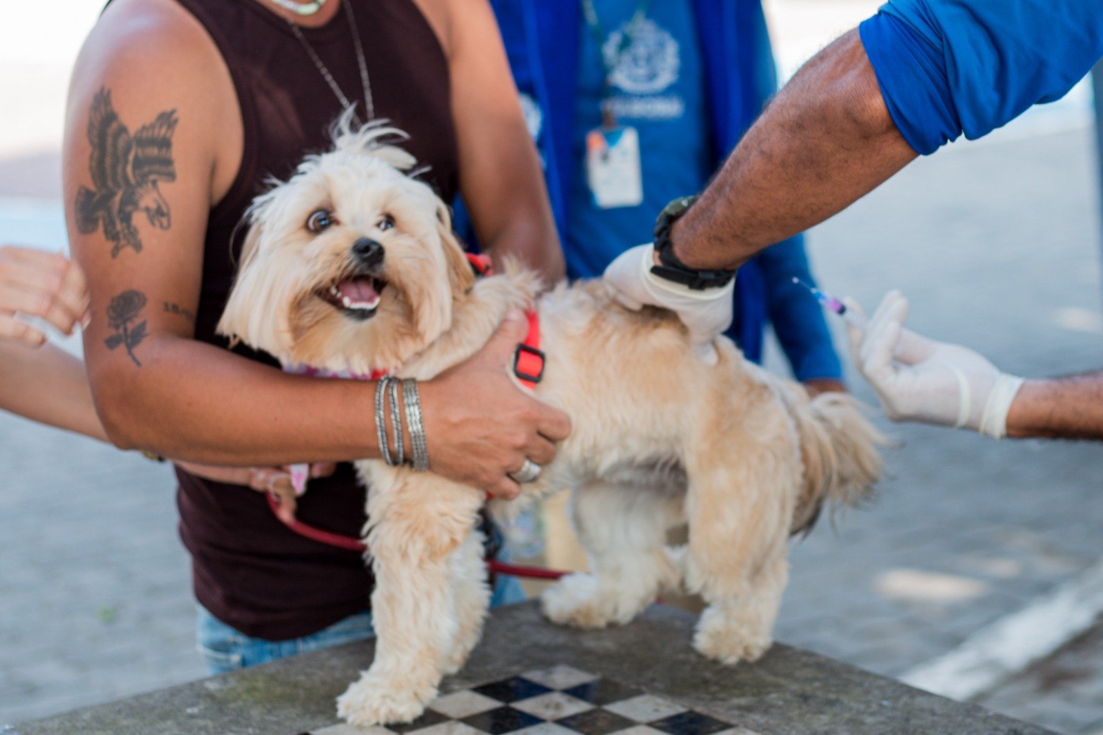 Itaboraí promove vacinação antirrábica para cães e gatos na próxima terça-feira