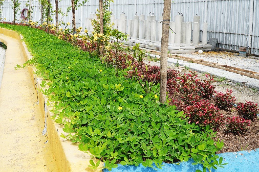 Paisagismo da Prefeitura de São Gonçalo transforma visual da nova Praça da Trindade
